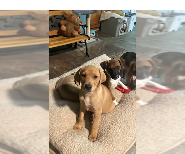 Medium Photo #3 Labrador Retriever-Unknown Mix Puppy For Sale in Ball Ground, GA, USA