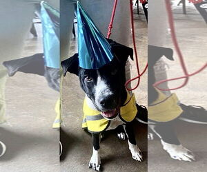 Daddio - Male Mutt Dog for Adoption - Photo #10