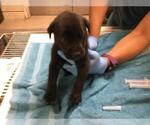 Small #1 German Shepherd Dog Mix