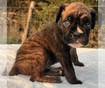 Small #3 Boxer
