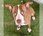 Small #1 American Pit Bull Terrier Mix