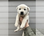 Small Photo #9 Alaskan Husky-Golden Retriever Mix Puppy For Sale in PORTLAND, OR, USA