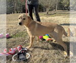 Small #3 Labrador Retriever Mix