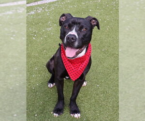 Ringo Athens - Male Mutt Dog for Adoption - Photo #5