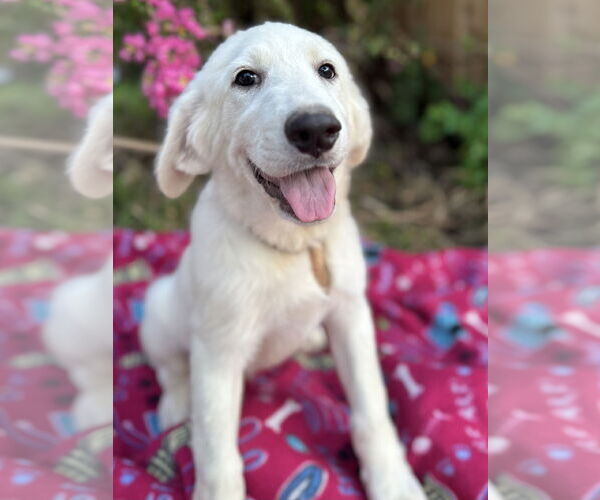 Medium Photo #10 Great Pyrenees Puppy For Sale in Spring, TX, USA