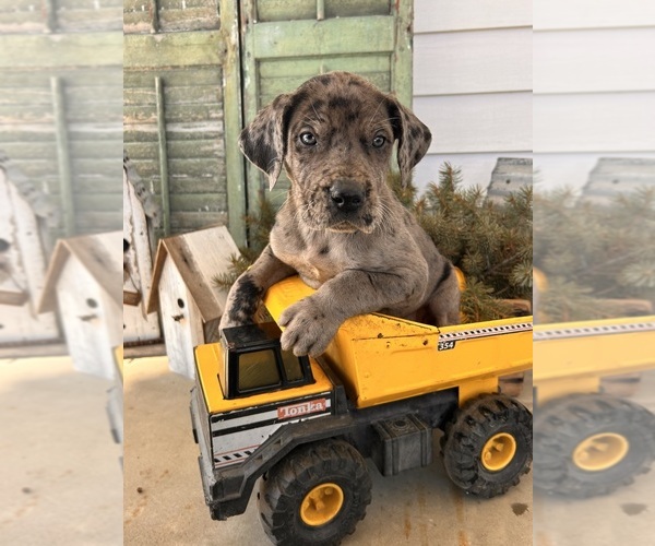 Medium Photo #3 Great Dane Puppy For Sale in MIDDLEBURY, IN, USA