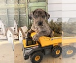 Small #2 Great Dane
