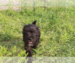 Small #5 Schnauzer (Miniature)
