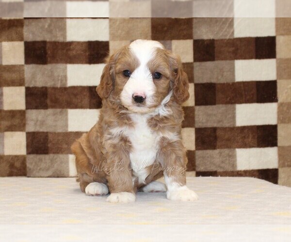 Medium Photo #4 Bernedoodle (Miniature)-Cavapoo (Miniature) Mix Puppy For Sale in DENVER, PA, USA