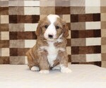 Small #3 Bernedoodle (Miniature)-Cavapoo (Miniature) Mix