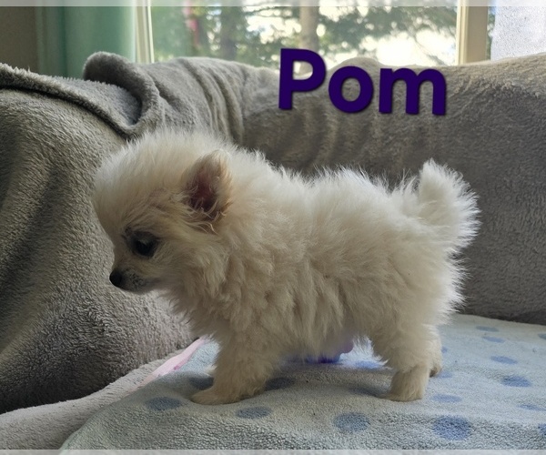 Medium Photo #1 Pom-A-Poo Puppy For Sale in FREMONT, MI, USA