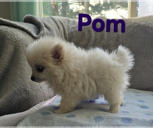 Pom-A-Poo Puppy for sale in FREMONT, MI, USA