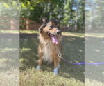 Small #1 Mutt