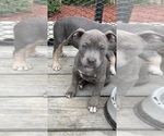 Puppy Princess American Bully