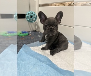 French Bulldog Puppy for sale in PHOENIX, AZ, USA