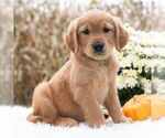 Greta - Female Golden Retriever Puppy for Sale - Photo #4