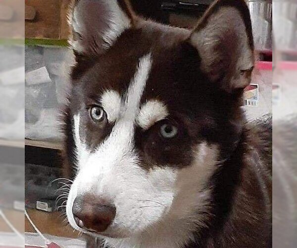 Medium Photo #3 Siberian Husky Puppy For Sale in Sequim, WA, USA