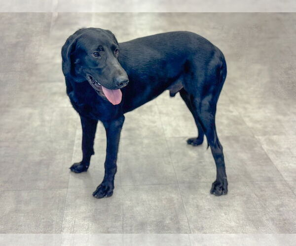 Medium Photo #2 Labrador Retriever Puppy For Sale in PIPE CREEK, TX, USA
