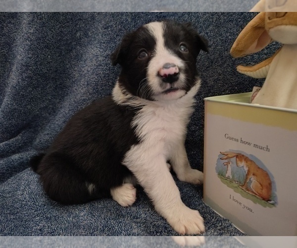 Medium Photo #14 Border Collie Puppy For Sale in NORBORNE, MO, USA