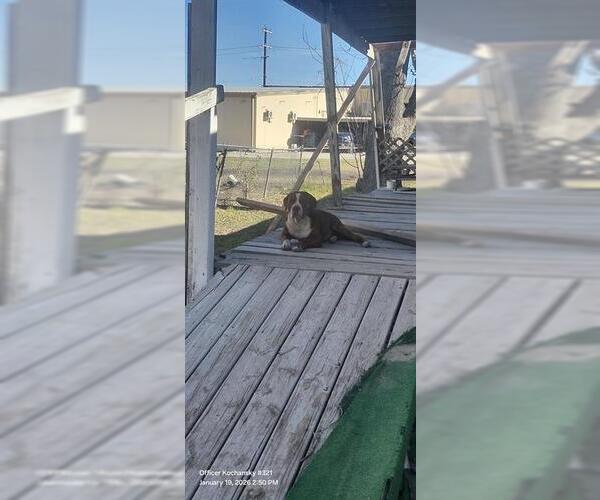 Medium Photo #1 American Staffordshire Terrier-Unknown Mix Puppy For Sale in San Antonio, TX, USA