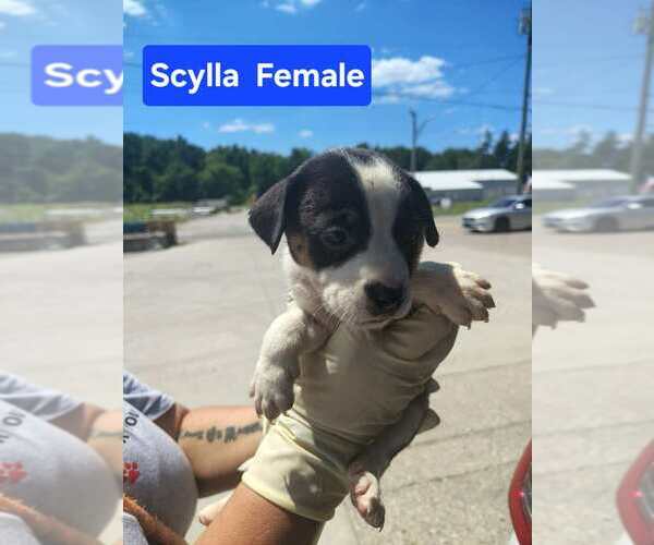 Medium Photo #2 Mutt Puppy For Sale in Evansville, IN, USA