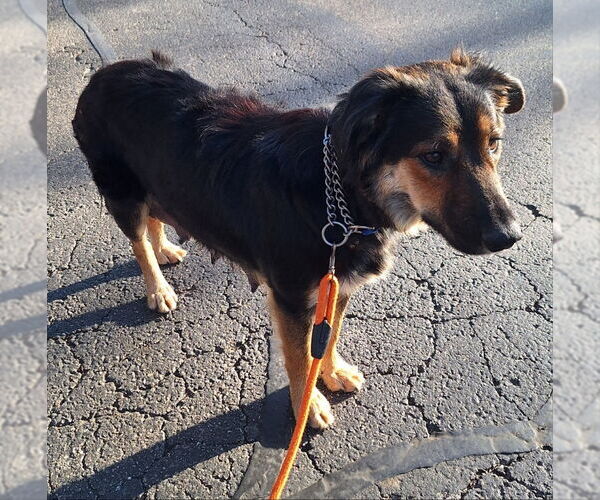 Medium Photo #5 Australian Shepherd-Unknown Mix Puppy For Sale in House Springs, MO, USA
