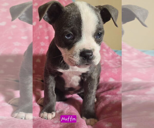Medium Photo #2 Boston Terrier-Unknown Mix Puppy For Sale in Alexander, AR, USA