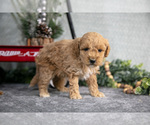 Puppy Vicky Goldendoodle (Miniature)