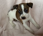 Puppy 1 Jack Russell Terrier
