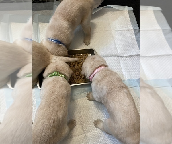 Medium Photo #18 Labrador Retriever Puppy For Sale in CARMICHAEL, CA, USA
