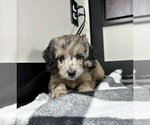 Small Photo #5 Aussiedoodle Miniature  Puppy For Sale in FRANKLIN, IN, USA
