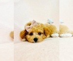 Small Poodle (Toy)