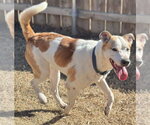 Small #5 Labrador Retriever Mix