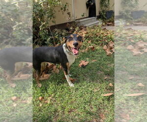 Mutt Dogs for adoption in Vail, AZ, USA