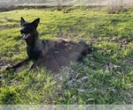 Small Photo #4 Belgian Malinois Puppy For Sale in JACKSONVILLE, TX, USA