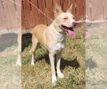 Small #1 Labrador Retriever-Red Heeler Mix