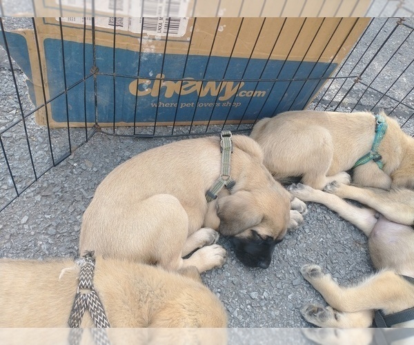 Medium Photo #2 Daniff Puppy For Sale in MARSHALL, AR, USA