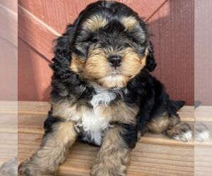 Australian Mountain Dog Puppy for sale in EAST EARL, PA, USA