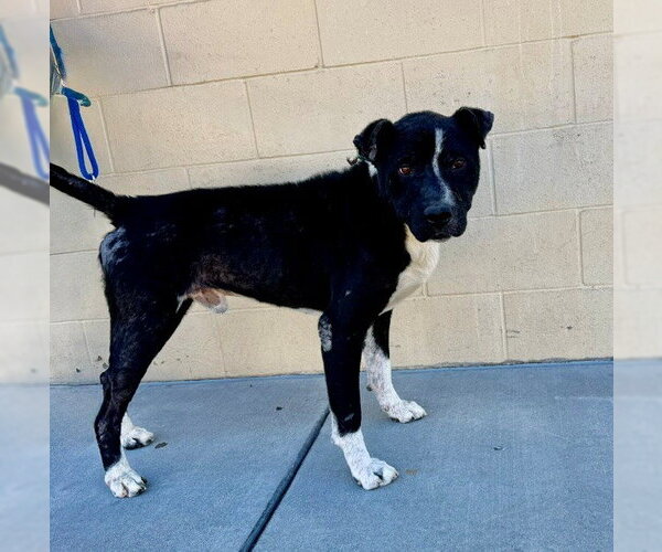 Medium Photo #2 Mutt Puppy For Sale in Downey, CA, USA