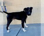 Small #1 Mutt