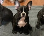 Puppy 1 French Bulldog