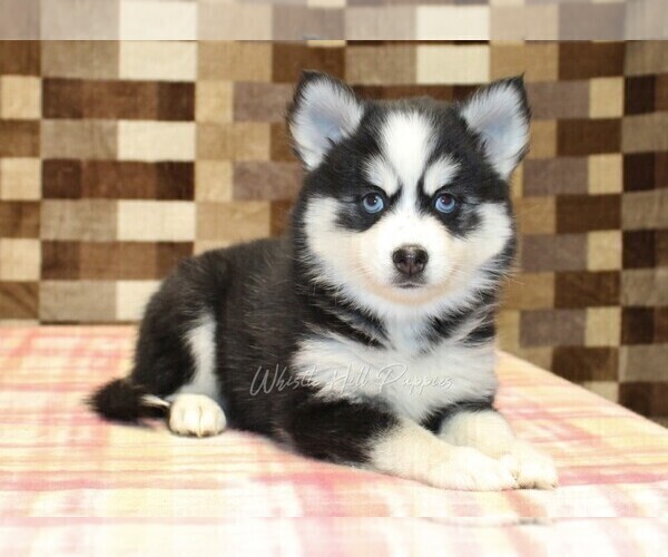 Medium Photo #2 Pomsky Puppy For Sale in DENVER, PA, USA