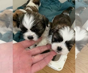 Mal-Shi Puppy for sale in NEWTON, MA, USA