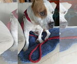 Small #3 American Bulldog Mix