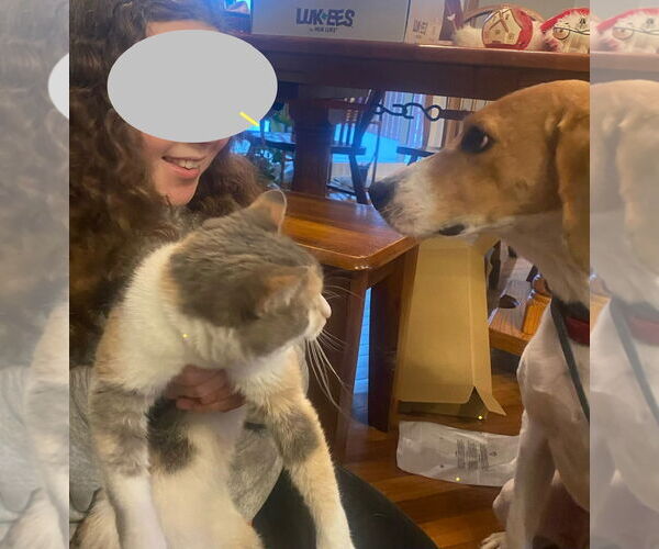 Medium Photo #14 English Coonhound-Harrier Mix Puppy For Sale in Minneapolis, MN, USA