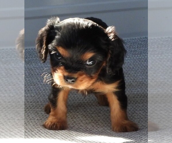 Medium Photo #1 Cavalier King Charles Spaniel Puppy For Sale in CARLISLE, KY, USA