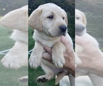 Small Photo #11 Labrador Retriever Puppy For Sale in OLYMPIA, WA, USA