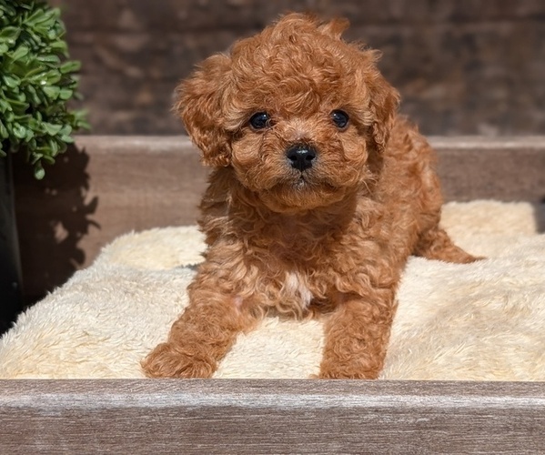 Medium Photo #11 Cavapoo (Miniature) Puppy For Sale in GOSHEN, IN, USA