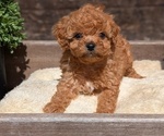 Small Photo #22 Cavapoo (Miniature) Puppy For Sale in GOSHEN, IN, USA