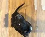 Small #2 Chihuahua Mix